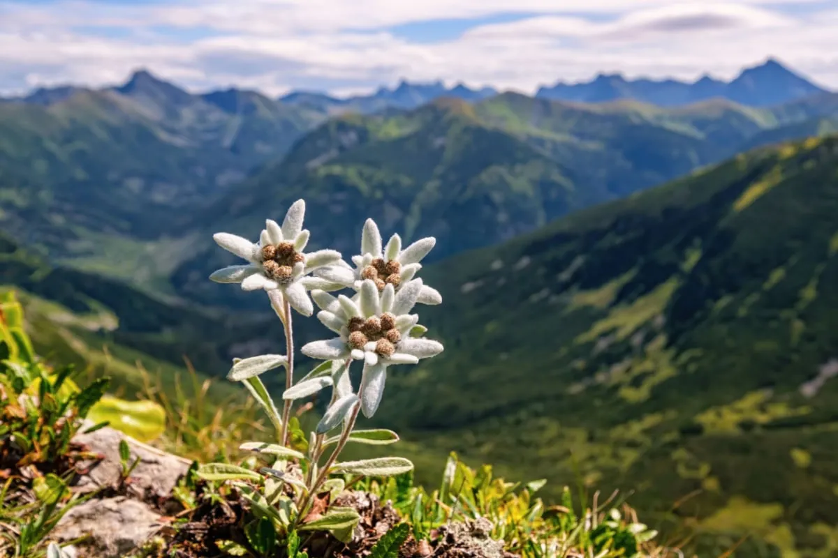 Stelle Alpine tra le vette
